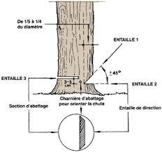 entaille abattage