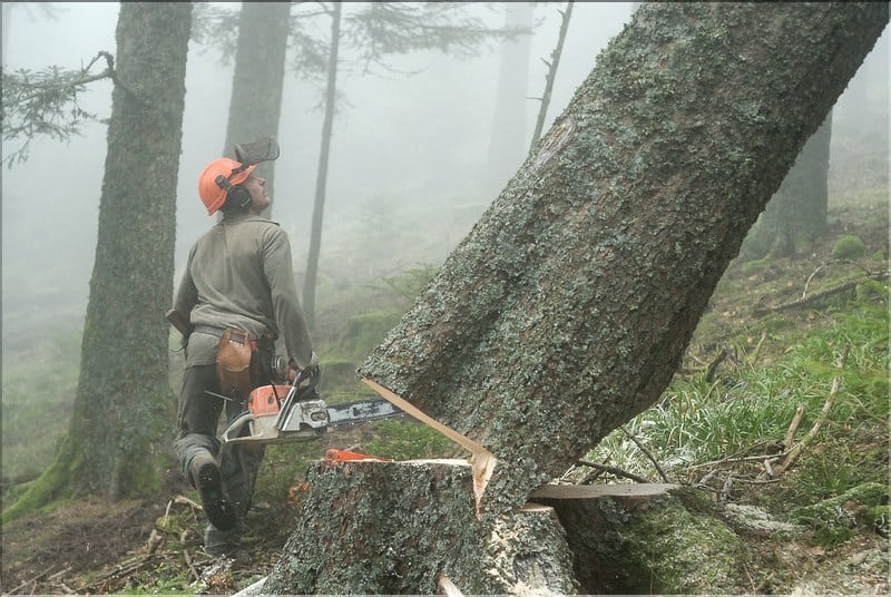 abattre un arbre abattre un arbre