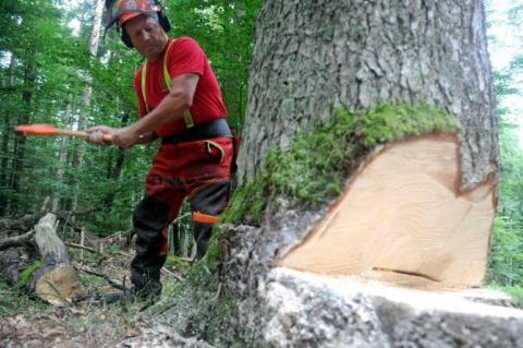 abattre d'un arbre exemple