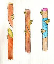 greffe anglaise arbre greffe anglaise arbre
