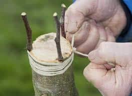 greffe arbre couronne