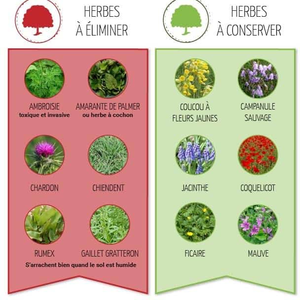 mauvaises herbes reconnaitre mauvaises herbes reconnaitre