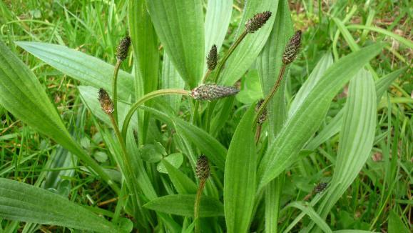 plantain plantain