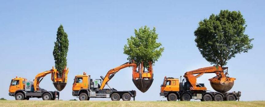 transport arbre