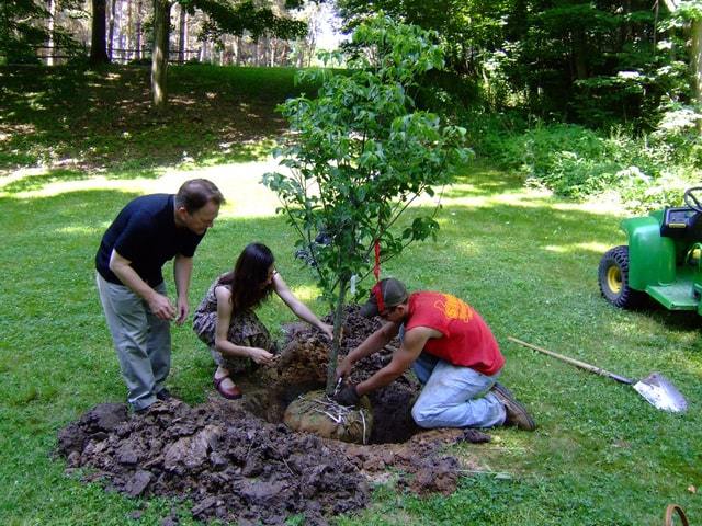 déraciner un arbre