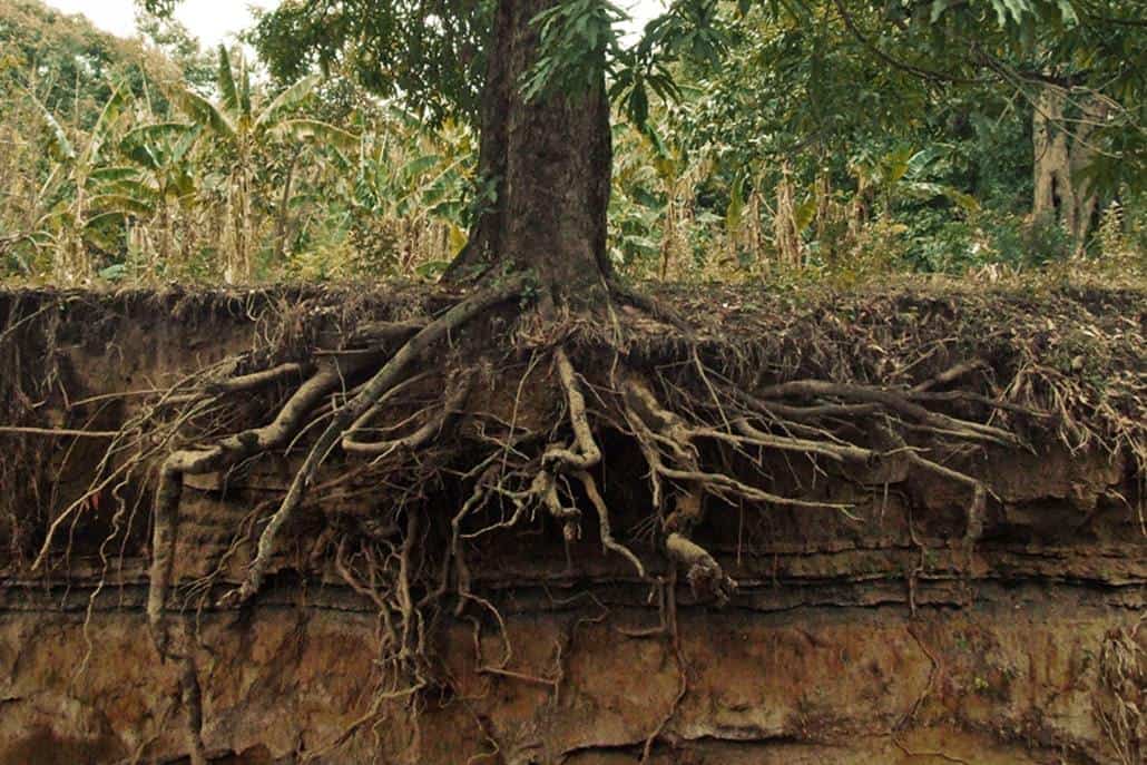 deraciner un arbre comment bien déraciner un arbre