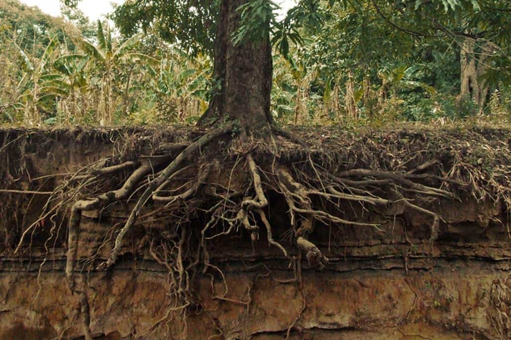 comment bien déraciner un arbre