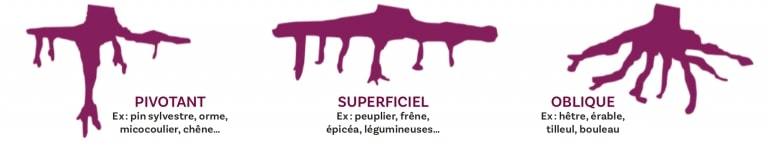 types de racines types de racines