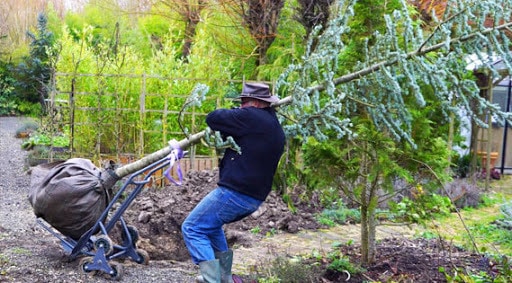 transport arbre transport arbre