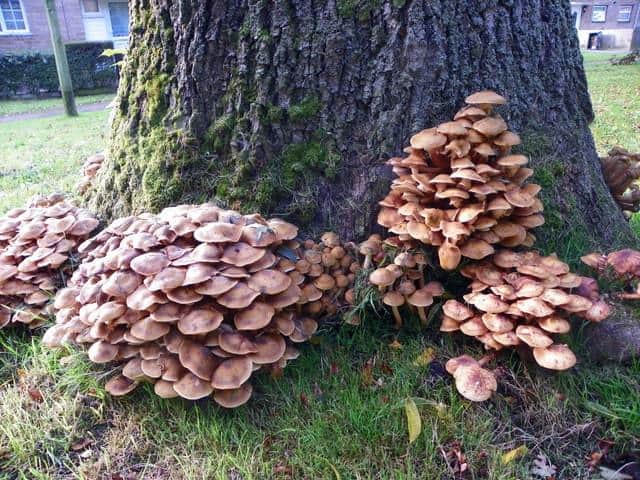 arbre malade racines arbre malade racines