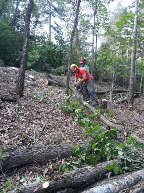 débroussaillage forestier