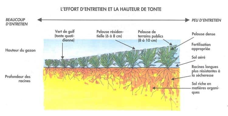 quand tondre pelouse