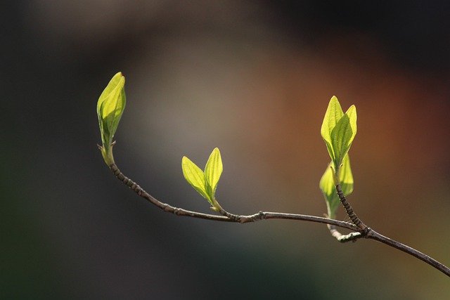tailler un arbre tailler un arbre