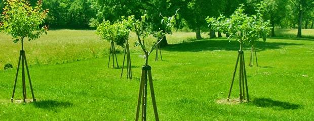 tuteurer arbre tuteurer arbre