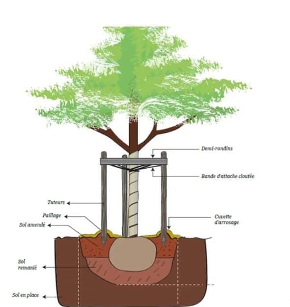 tuteur arbre