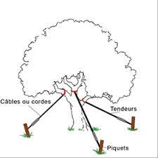 technique haubanage d'un arbre