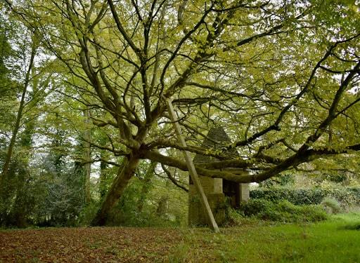 arbre qui penche arbre qui penche