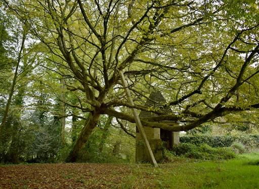 arbre qui penche