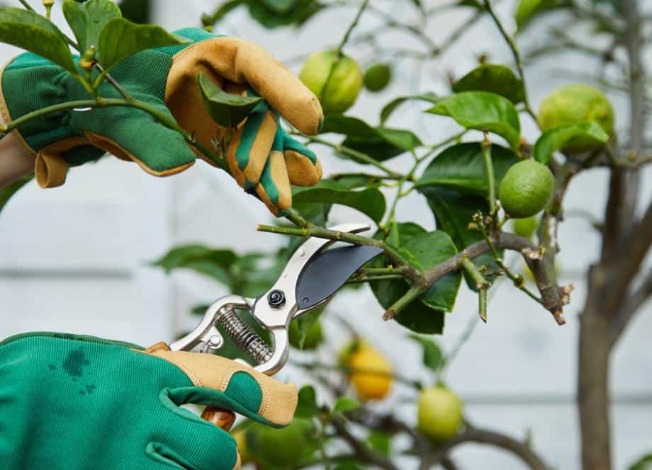 période taille citronnier