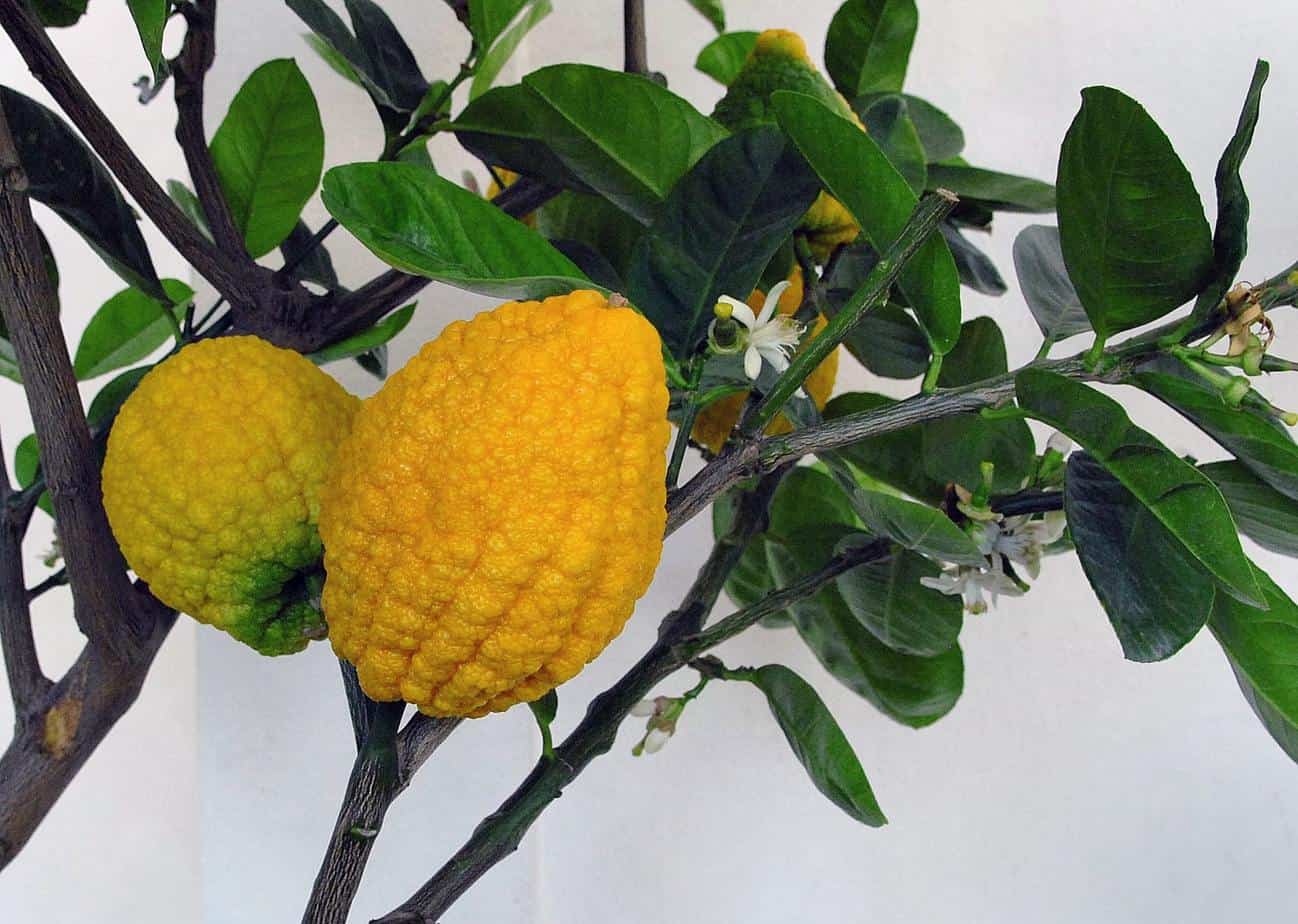 arbre citron cedrat arbre citron cedrat