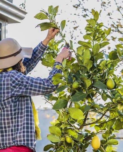 CITRONNIER : préparer, planter, tailler, entretenir avec jaime