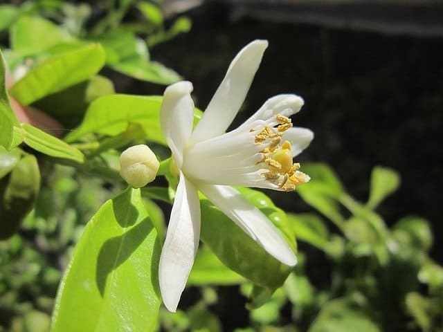 fleur citronnier fleur citronnier