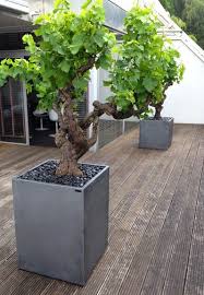 vigne en pot exemple vigne en pot exemple