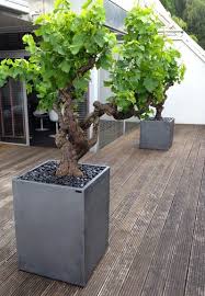 vigne en pot exemple