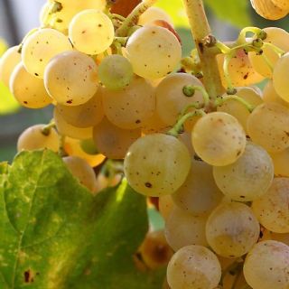 tailler vigne raisin tailler vigne raisin