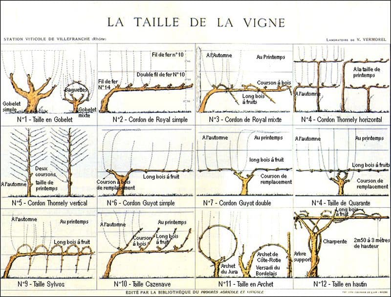 la taille de la vigne en dessin