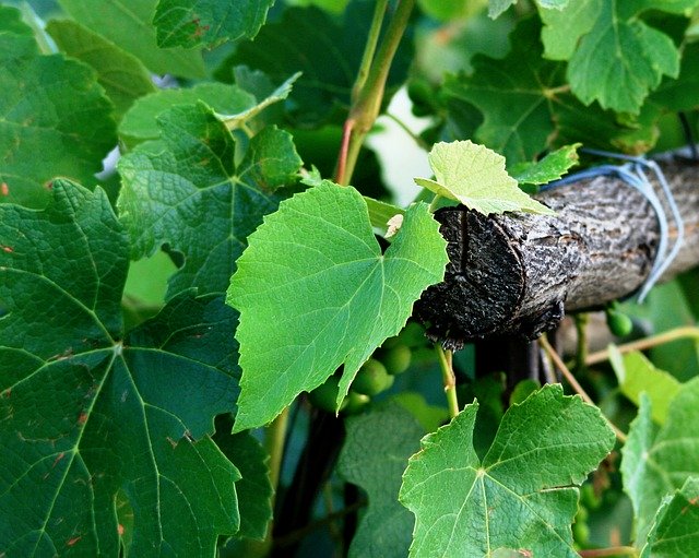 vigne fruit au patrimoine en France tailler vigne