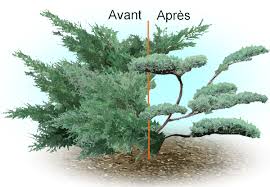 taille conifere nuage taille conifere nuage