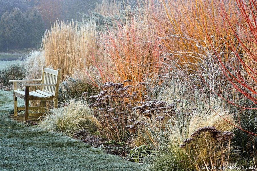 vivaces définition plantes