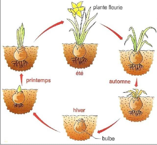 definition plantes vivaces