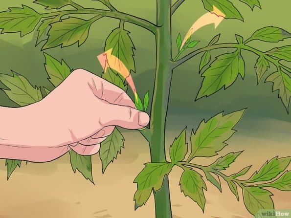 pincer tomates pincer tomates
