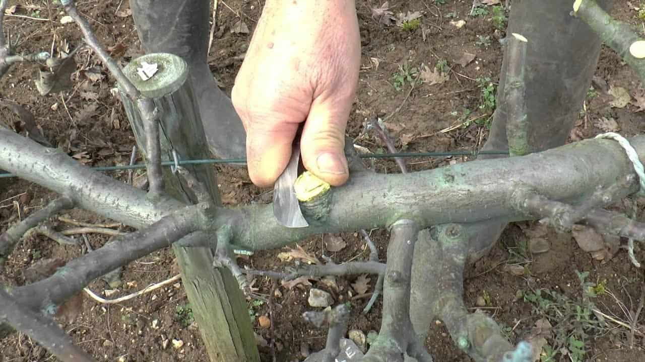 recepage arbre recepage arbre