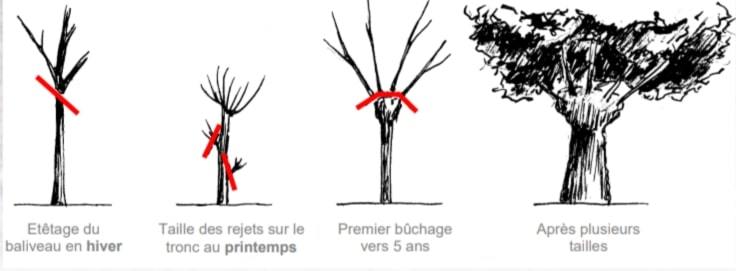 eteter arbre