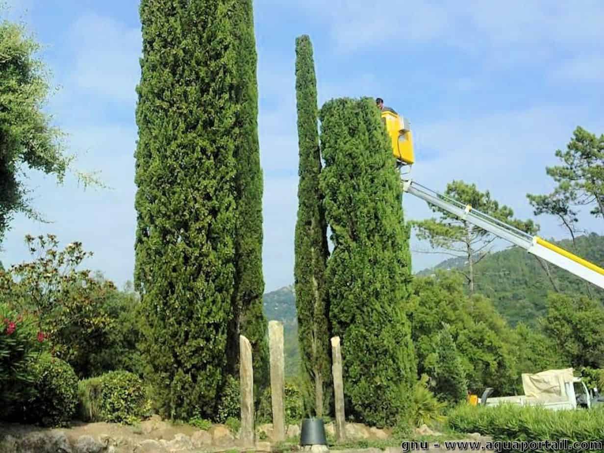 eteter un arbre eteter un arbre faiblesse