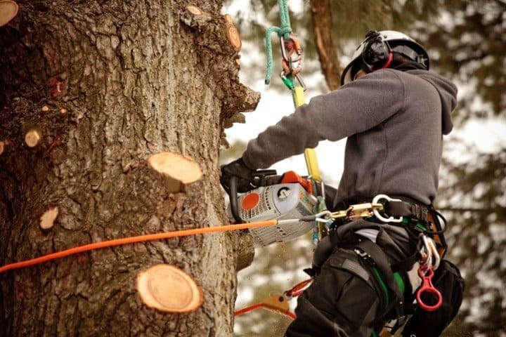 prix pour eteter un arbre