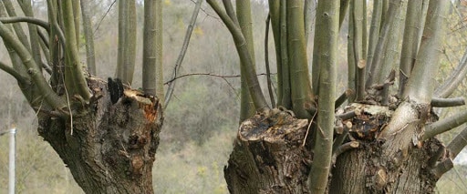 emonder un arbre emonder un arbre