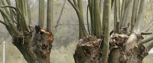 emonder un arbre