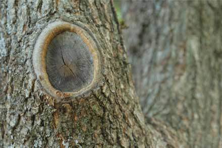 cicatrisation arbre