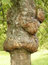 necrose arbre necrose arbre