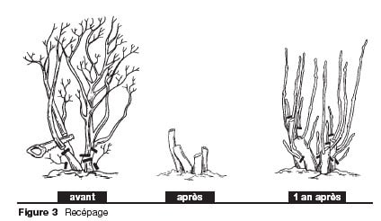 receper un arbre