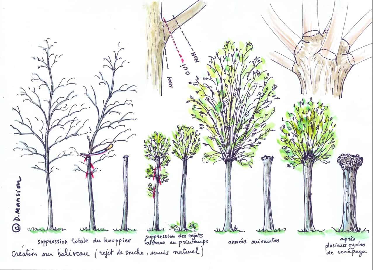 receper un arbre receper un arbre