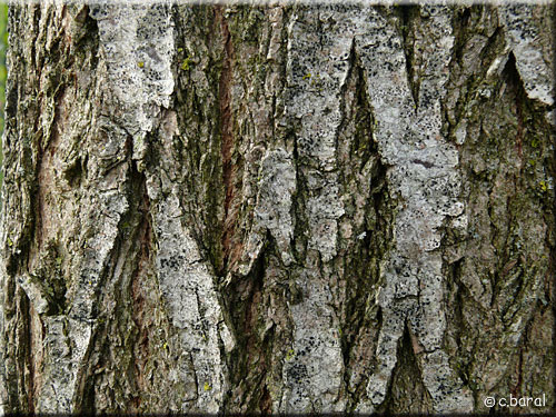 ecorce acacia ecorce acacia