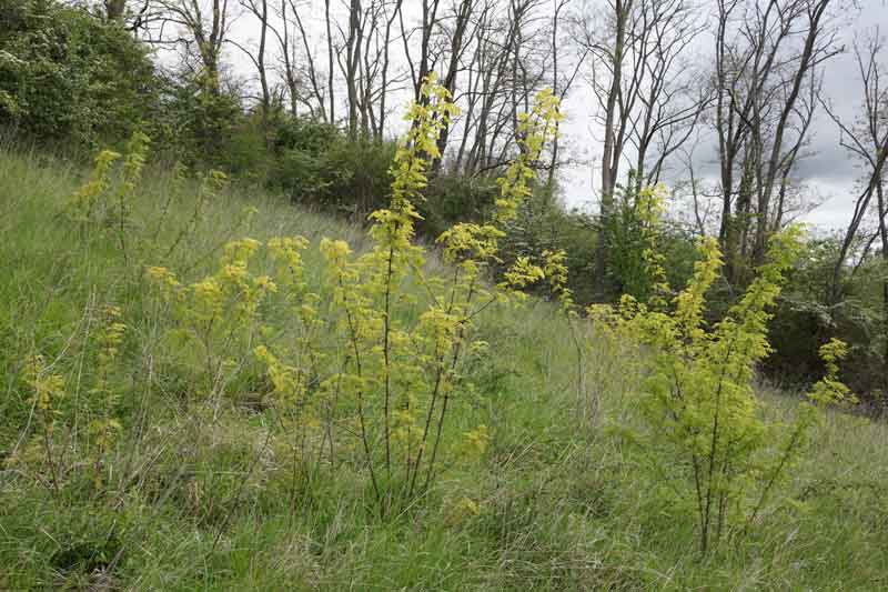 pourquoi tailler acacia