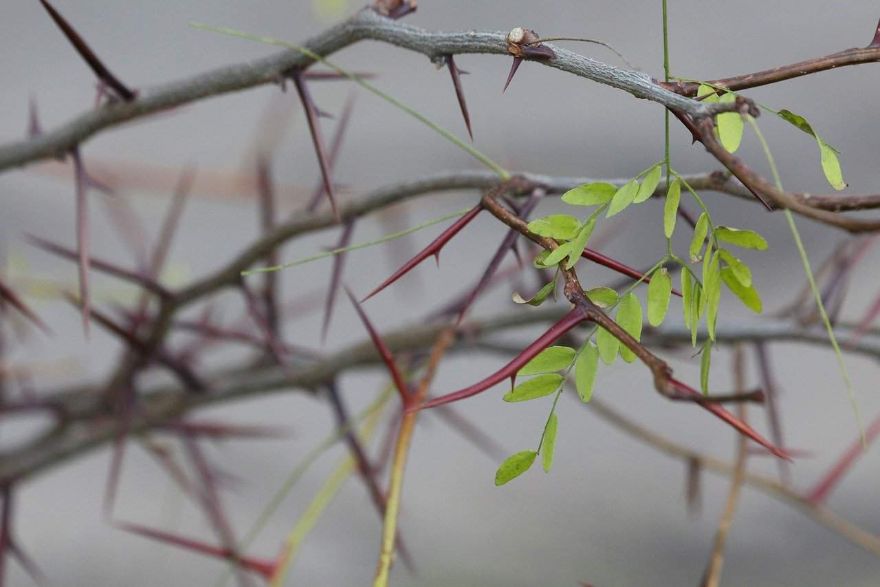 épines acacia