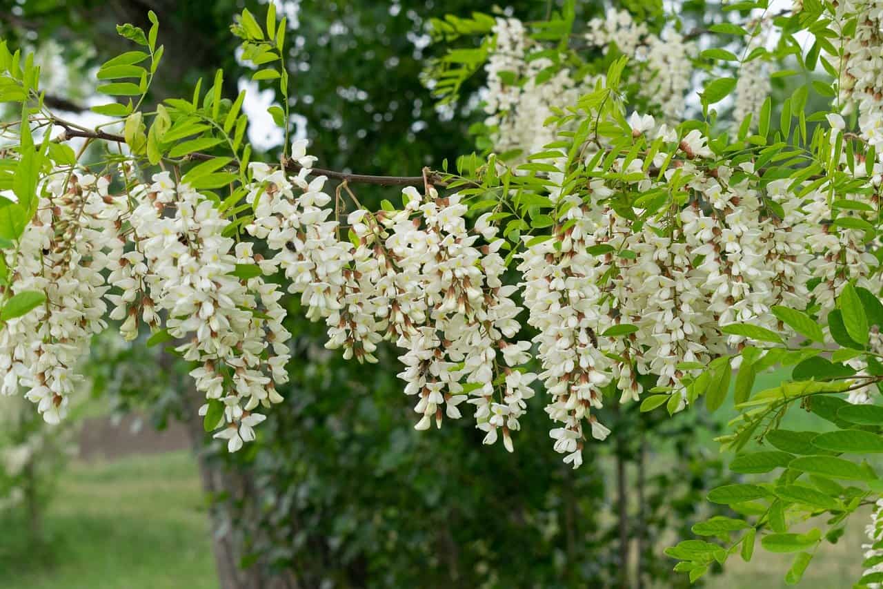 fleurs acacia photo et multiplications