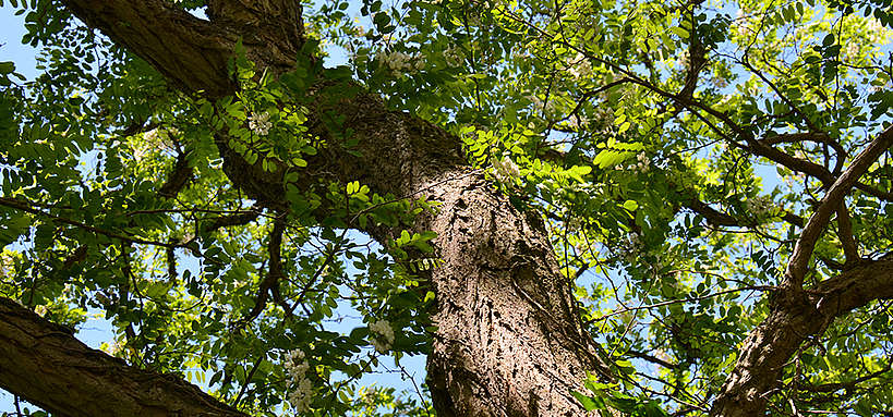taille acacia taille acacia